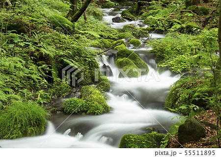 名水百選の尚仁沢湧水 名水百選の尚仁沢湧水 55511895