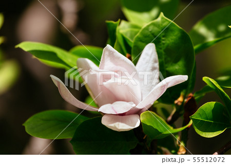 a beautiful white magnolia flower with fresh odor a beautiful white magnolia flower with fresh odor 55512072