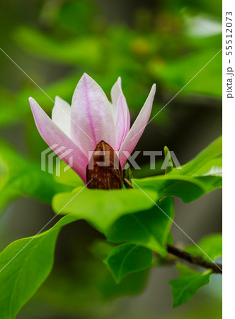 Amazing pink Magnolia flower, close-up view of 55512073