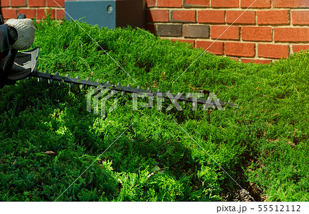 Gardener cuts a hedge with a hedge trimmer Gardener cuts a hedge with a hedge trimmer 55512112