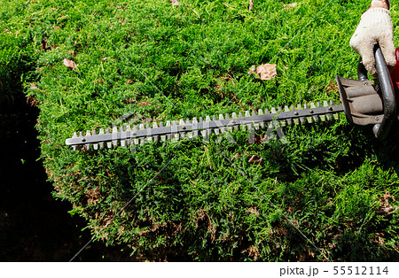 Cutting a hedge with hedge trimmer gardener is 55512114