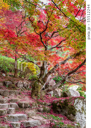 百済寺の秋 紅葉 55512244