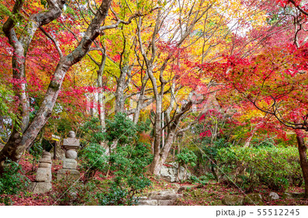 百済寺の秋 紅葉 55512245