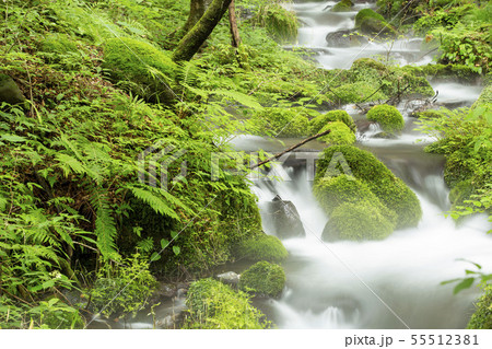 名水百選の尚仁沢湧水 名水百選の尚仁沢湧水 55512381