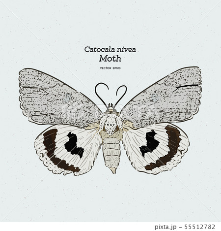 Catocala Moth is a generally Holarctic genus of Catocala Moth is a generally Holarctic genus of 55512782