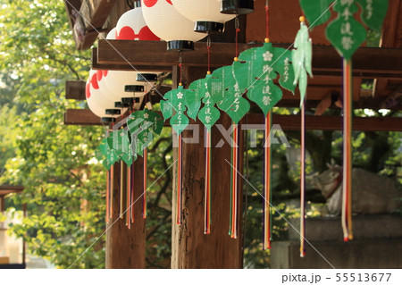 京都、北野天満宮境内に飾られた提灯と葉の形をした御手洗祭の飾り 京都、北野天満宮境内に飾られた提灯と葉の形をした御手洗祭の飾り 55513677