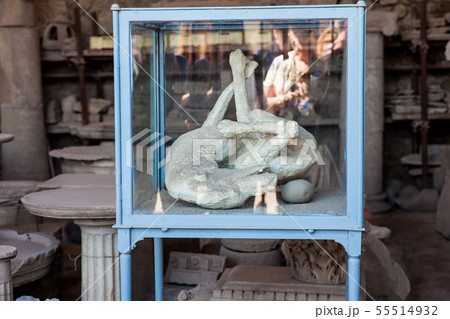 Plaster cast of a dog of the city of Pompeii Plaster cast of a dog of the city of Pompeii 55514932