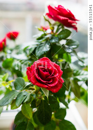 Little red roses with water drops close-up 55515341