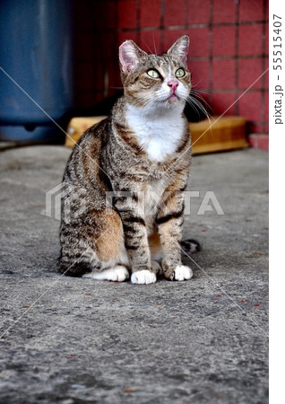 猫 ねこ ネコ 55515407