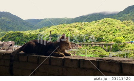 猫 ねこ ネコ 55515420