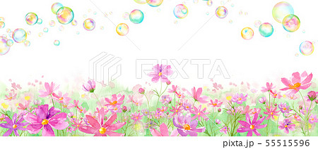 満開のコスモス畑とシャボン玉の水彩イラスト 55515596
