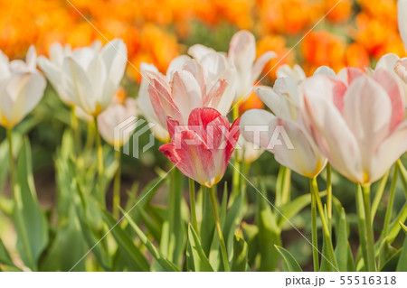 tulips field agriculture holland 55516318