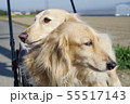 ミニチュアダックスフント 55517143
