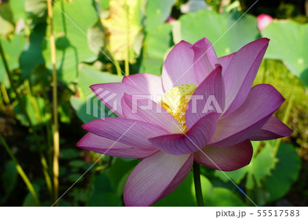 蓮の花 55517583