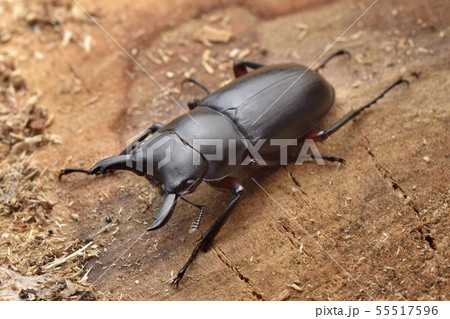 アカアシクワガタ雄 55517596