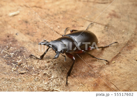 アカアシクワガタ雄 アカアシクワガタ雄 55517602