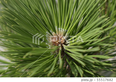 Pine branch detail. pine needle close up 55517682