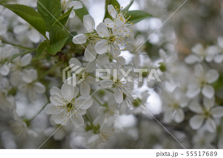White blossoms with blurred green background 55517689