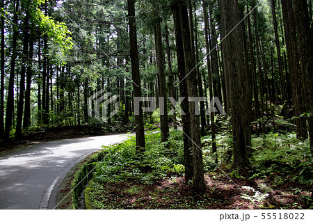 熊野古道　発心門王子　と　水呑王子　の中間地点　舗装された森林地帯の古道を進む 55518022