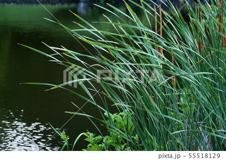 風景植物写真　風景季節写真　ガマの穂に秋風吹く　ガマの穂に風立ちぬ 55518129