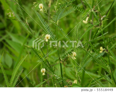 クサネム 55518449