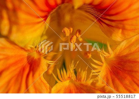 花 フラワー お花 55518817