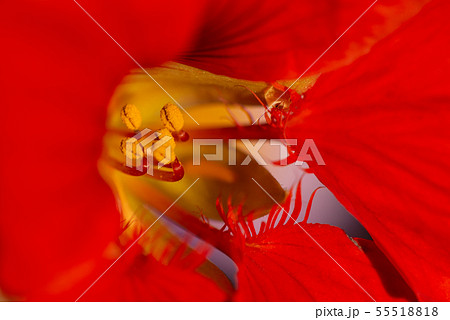 花 フラワー お花 55518818