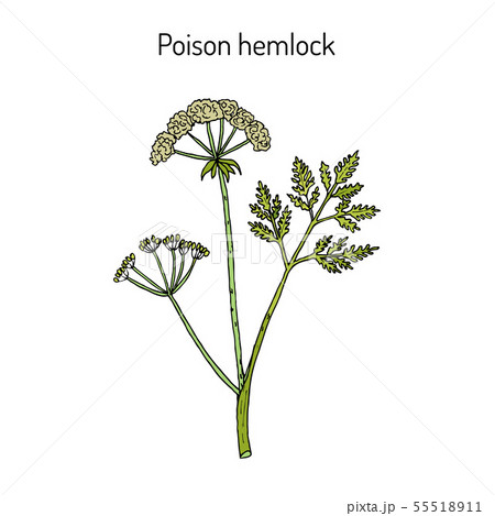 Poison hemlock Conium maculatum , medicinal plant Poison hemlock Conium maculatum , medicinal plant 55518911
