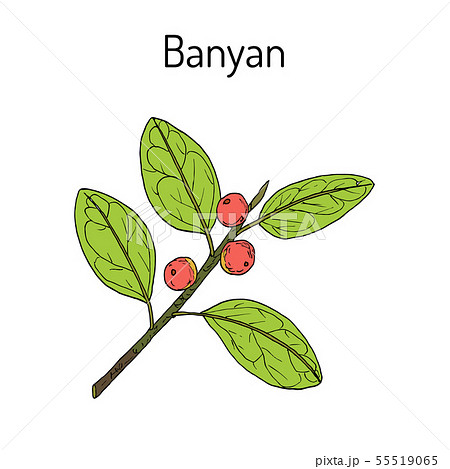 Indian banyan Ficus benghalensis , medicinal plant Indian banyan Ficus benghalensis , medicinal plant 55519065