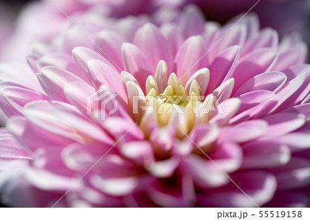 花 フラワー お花 55519158