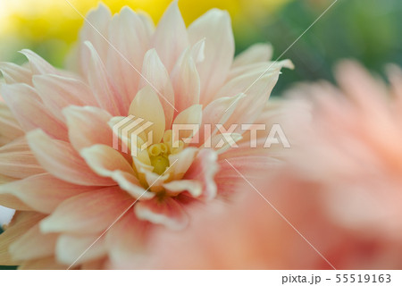 花 フラワー お花 55519163