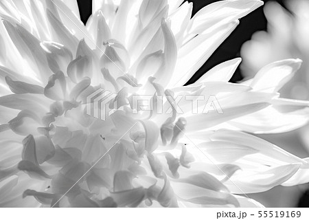 花 フラワー お花 55519169