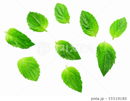 Fresh spearmint leaves isolated on the white Fresh spearmint leaves isolated on the white 55519180