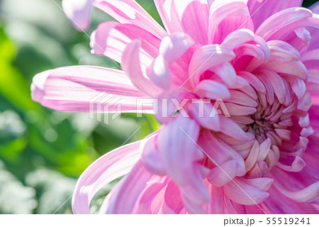 花 フラワー お花 55519241