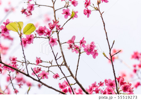花 フラワー お花 55519273