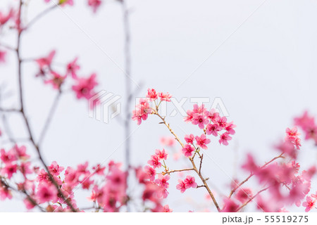 花 フラワー お花 55519275