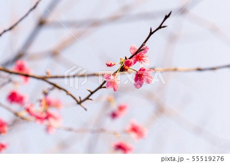 花 フラワー お花 55519276