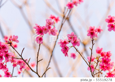 花 フラワー お花 55519278