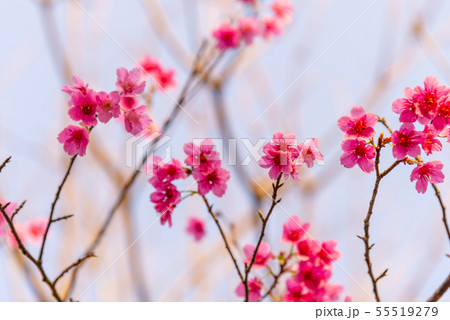 花 フラワー お花 55519279