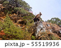 Himalayan tahr in its natural habitat, Everest region 55519936