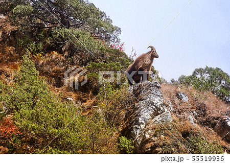 Himalayan tahr in its natural habitat, Everest region Himalayan tahr in its natural habitat, Everest region 55519936
