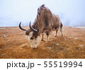 Yak on the way to Everest base camp. Nepal, Himalayas mountains 55519994