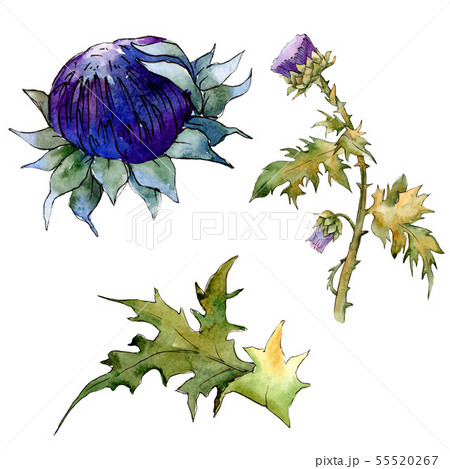 Thistle floral botanical flowers. Watercolor background illustration set. Isolated thistle Thistle floral botanical flowers. Watercolor background illustration set. Isolated thistle 55520267