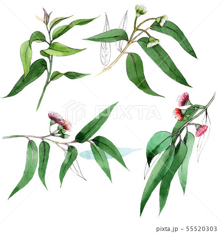Eucaliptus floral botanical flowers. Watercolor background set. Isolated eucaliptus illustration Eucaliptus floral botanical flowers. Watercolor background set. Isolated eucaliptus illustration 55520303