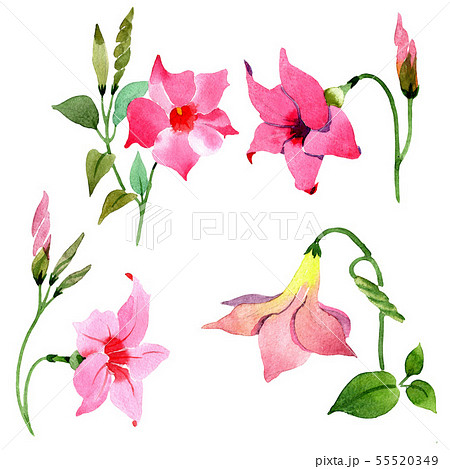 Pink mandevilla floral botanical flowers. Watercolor background set. Isolated mandevilla 55520349