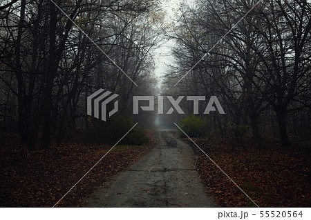 Dark abandoned road in the forest 55520564