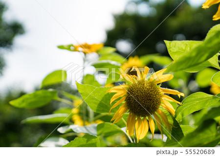 Sunflowers in the flower field. Sunflowers in the flower field. 55520689