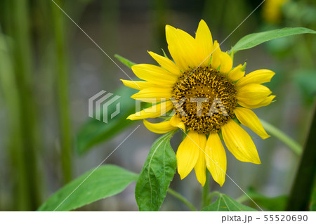 Sunflowers in the flower field. Sunflowers in the flower field. 55520690