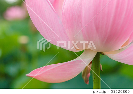 ハス ハス 55520809