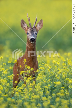 Roe deer buck standing on a flowery rape field with yellow flowers in summer 55521473